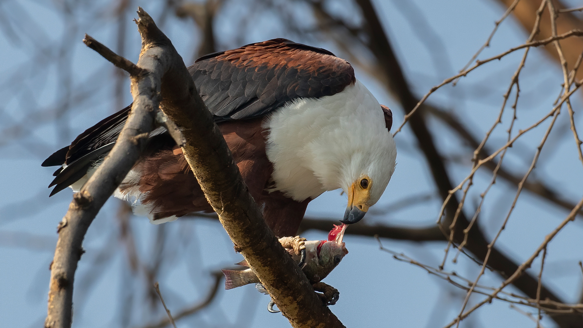 African Fish-Eagle