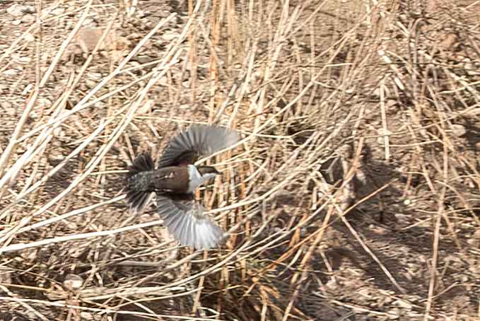 White-throated Dipper