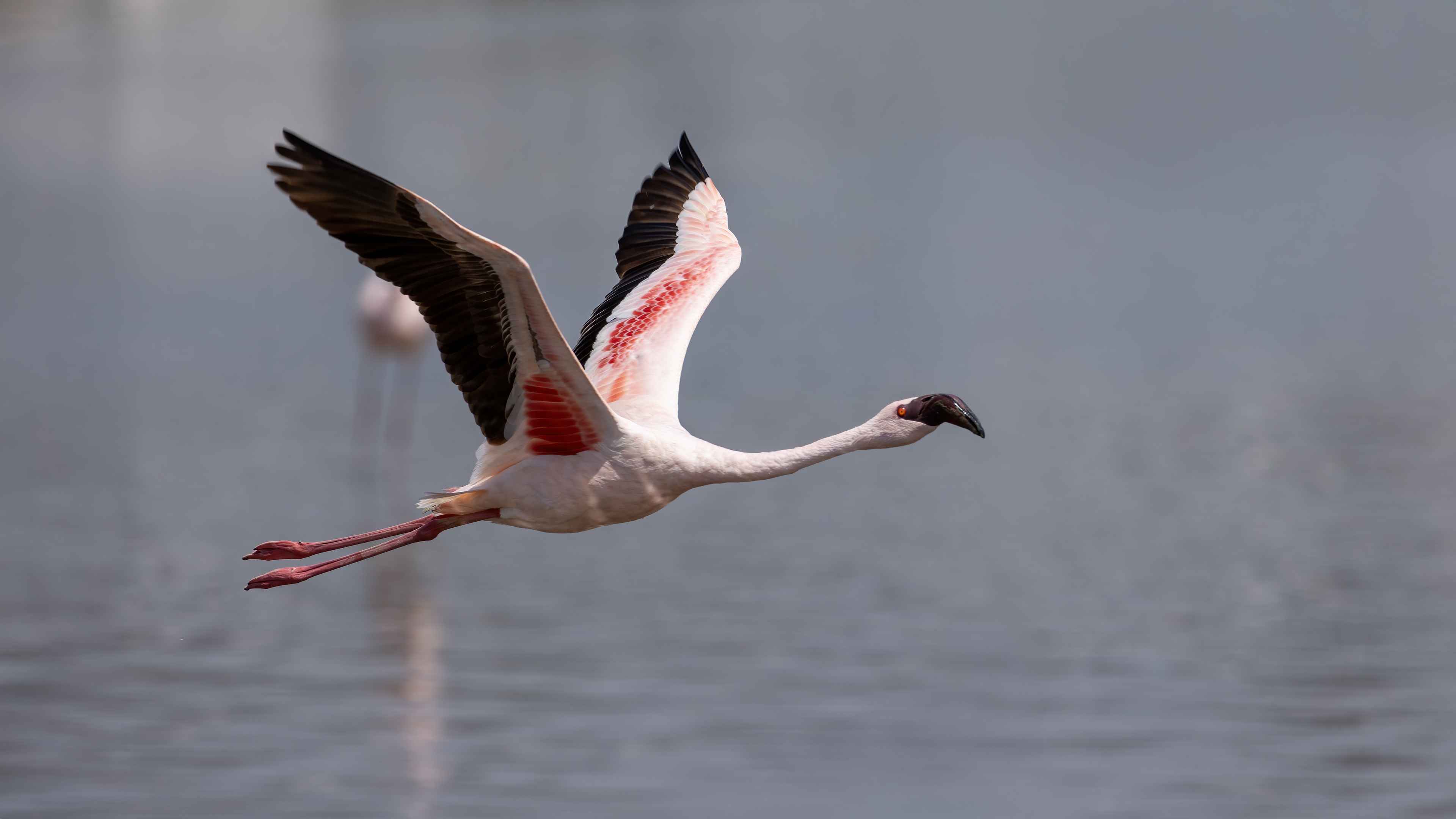 Küçük flamingo