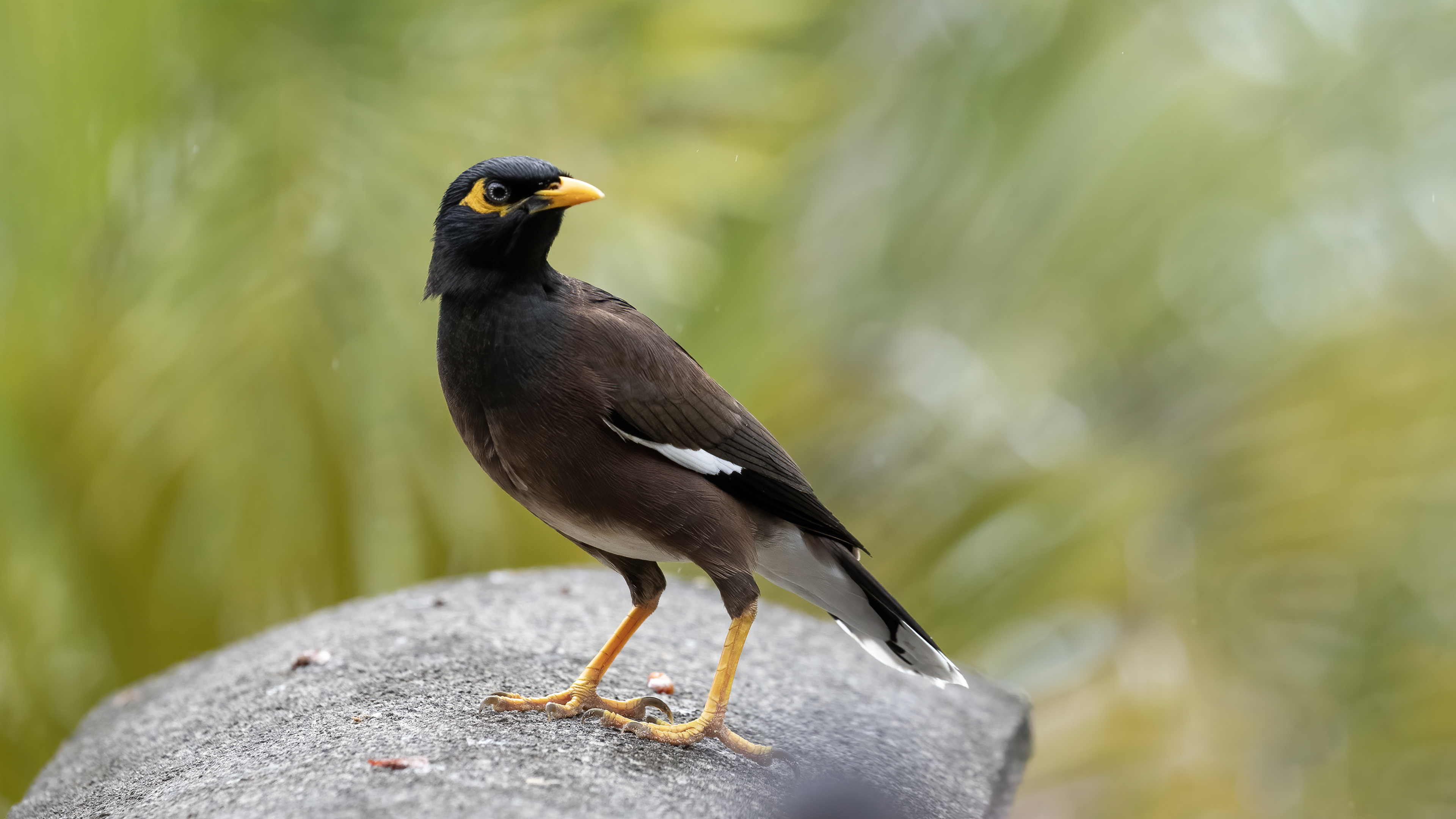 Common Myna