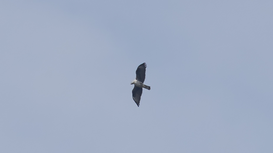 Bonelli's Eagle — Ana fotoğraf