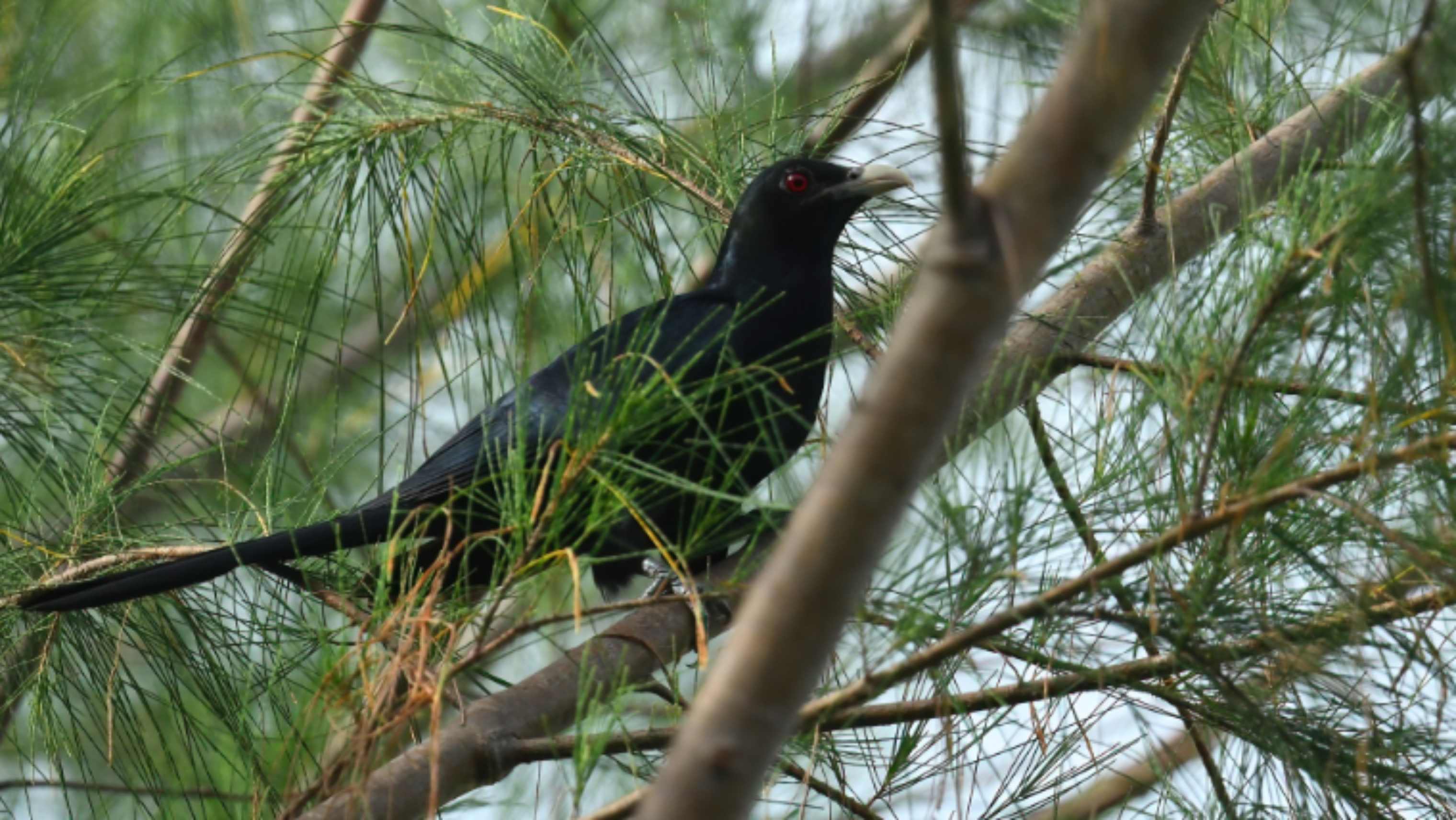 Koel — Ana fotoğraf
