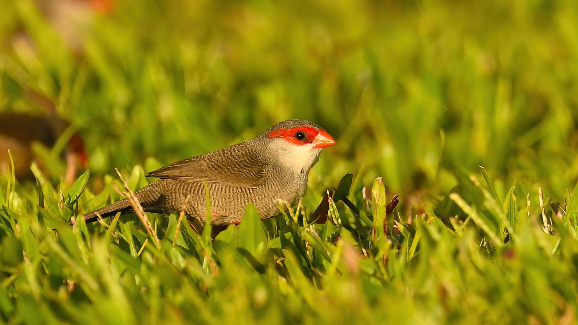 Common Waxbill — Ana fotoğraf