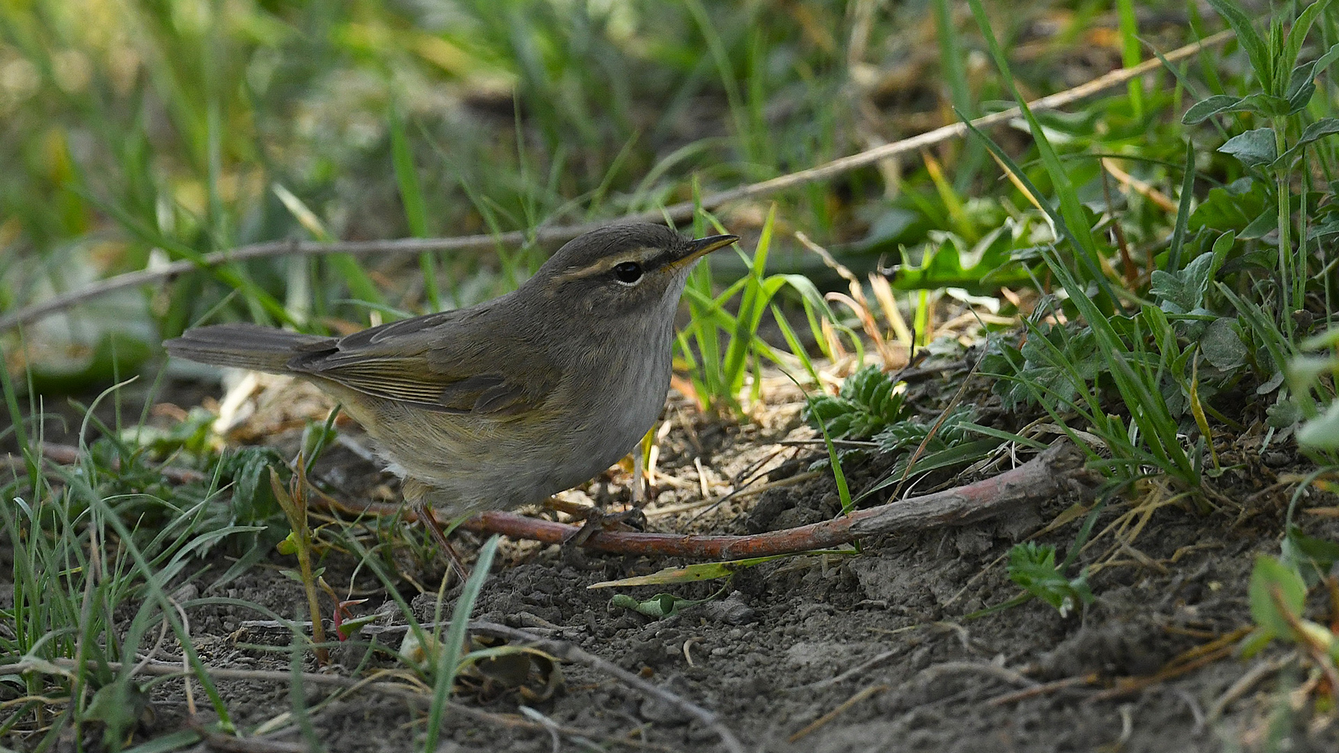 Dusky Warbler