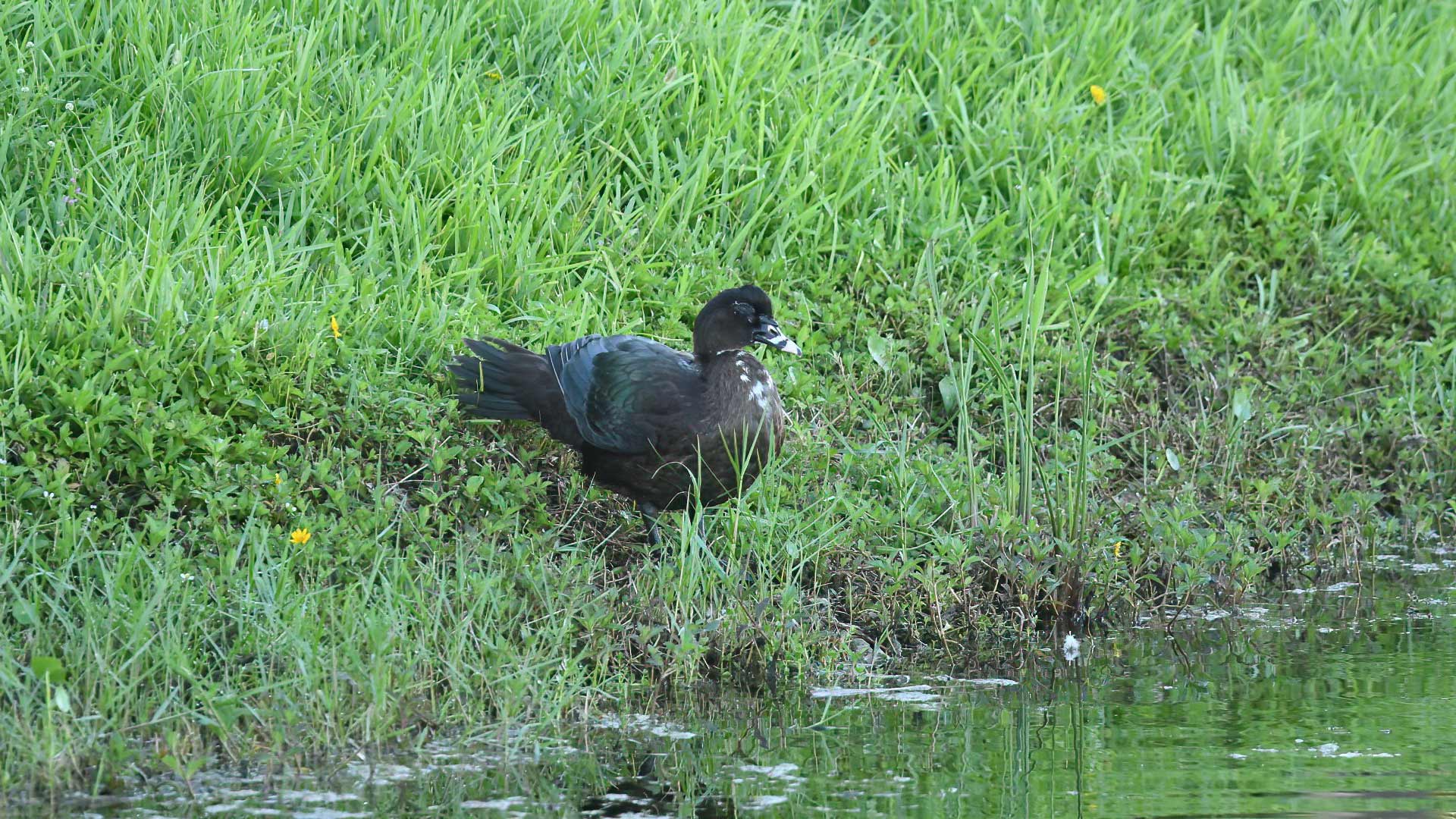Muscovy Duck