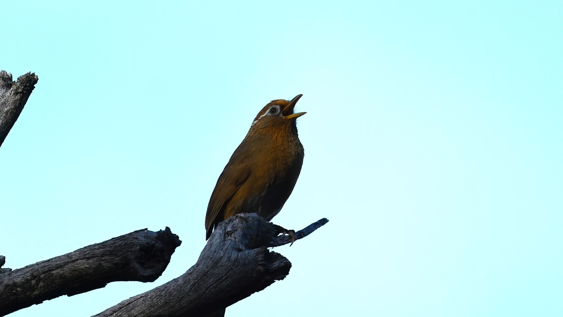 Sürmeli Gevezeardıç — Ana fotoğraf