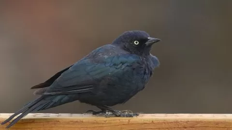 Euphagus cyanocephalus