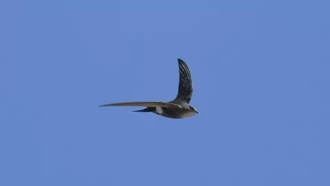 Apus pacificus
