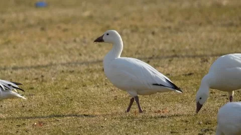 Anser caerulescens
