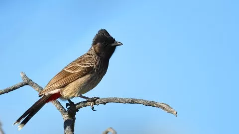 Pycnonotus cafer
