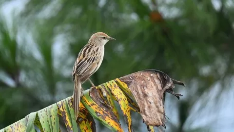 Megalurus palustris