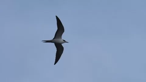 Sooty Tern