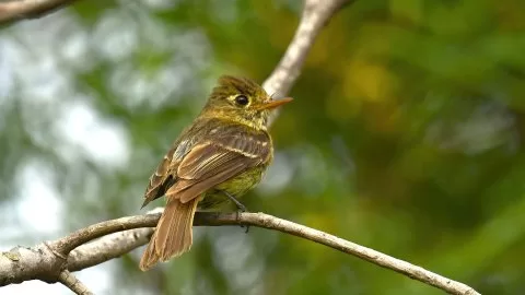Empidonax difficilis