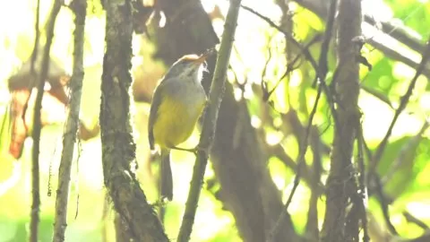Phyllergates cucullatus
