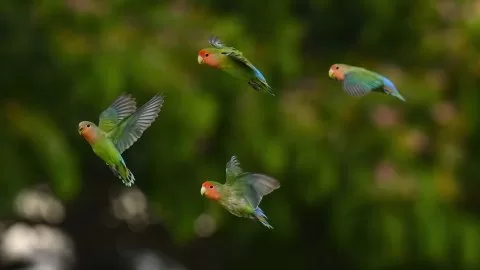 Rosy-faced Lovebird