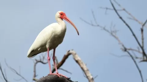 Eudocimus albus