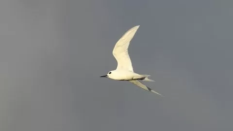 Pasifik Sütbeyaz Sumrusu