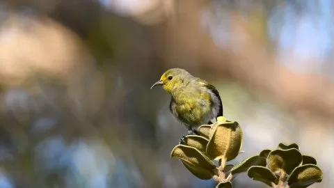 Hawaii Amakihi