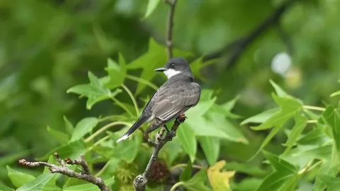 Tyrannus tyrannus