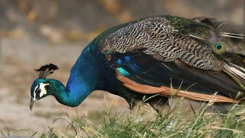 Pavo cristatus