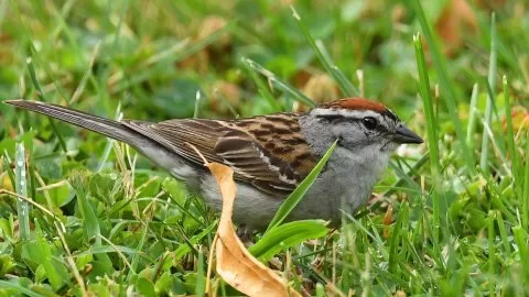 Spizella passerina