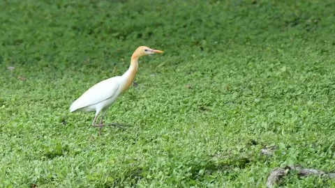 Ardea coromanda