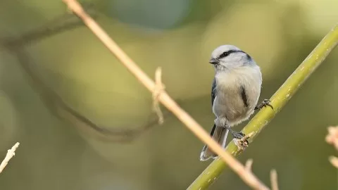 Cyanistes cyanus