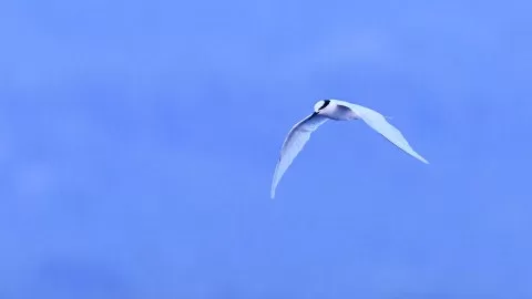 Sterna sumatrana