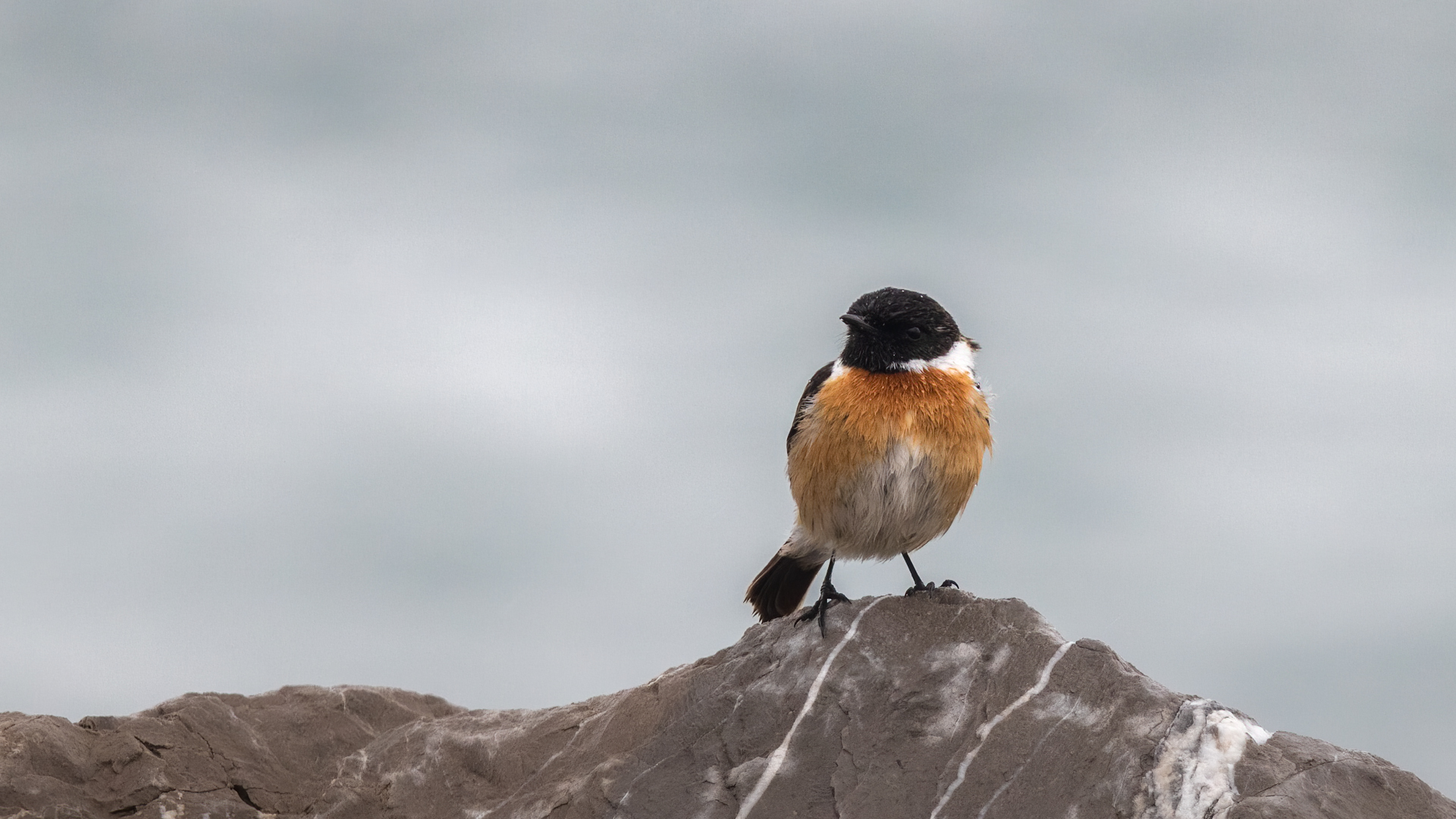 European Stonechat