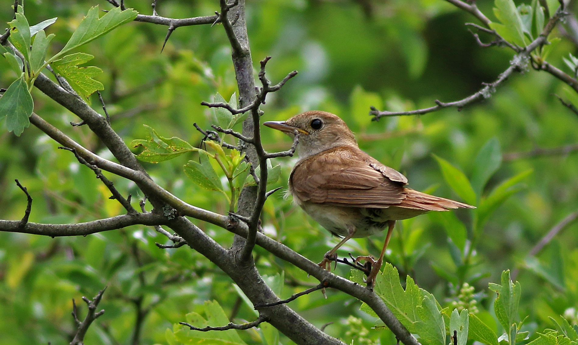 Common Nightingale