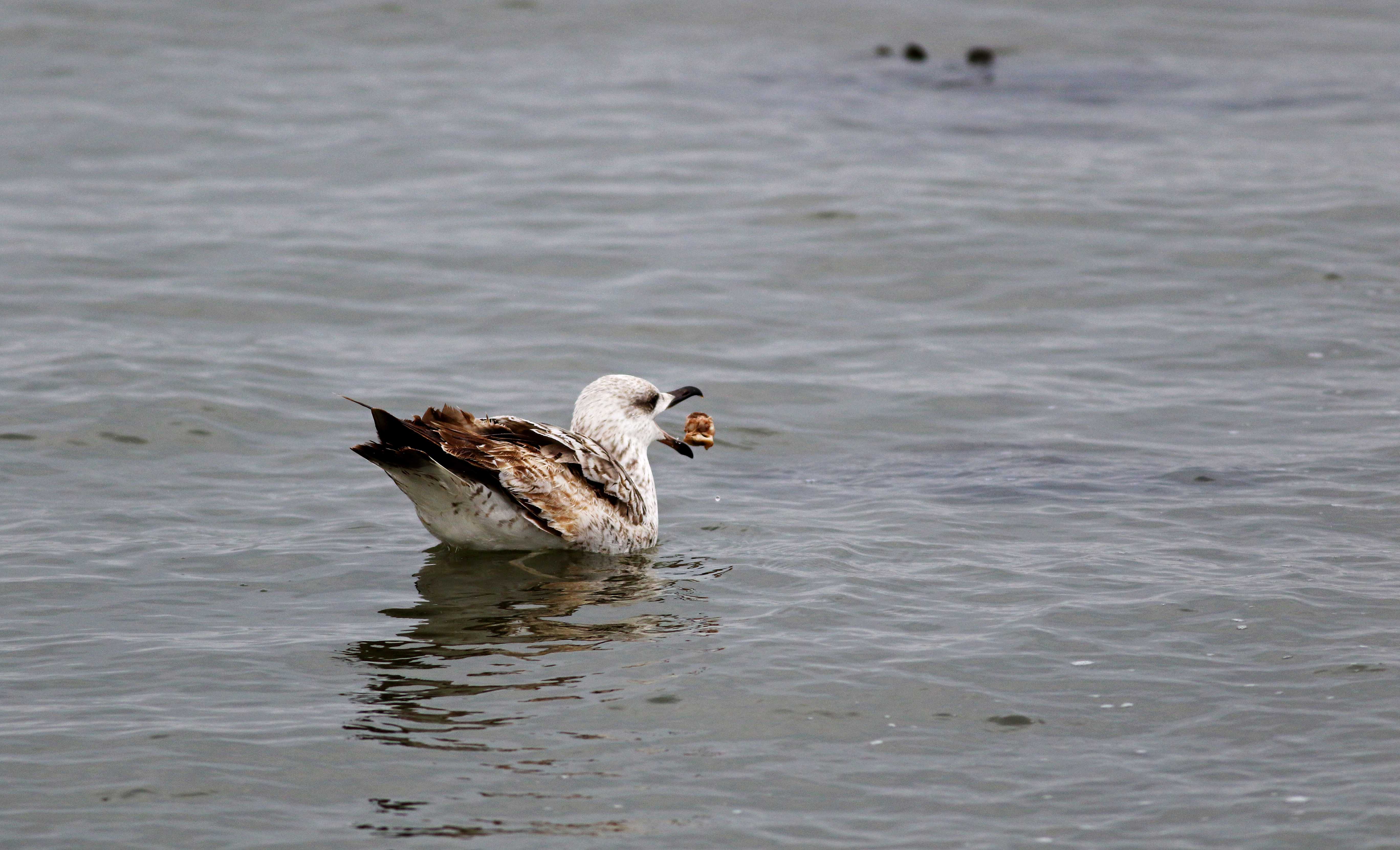Yellow-legged Gull