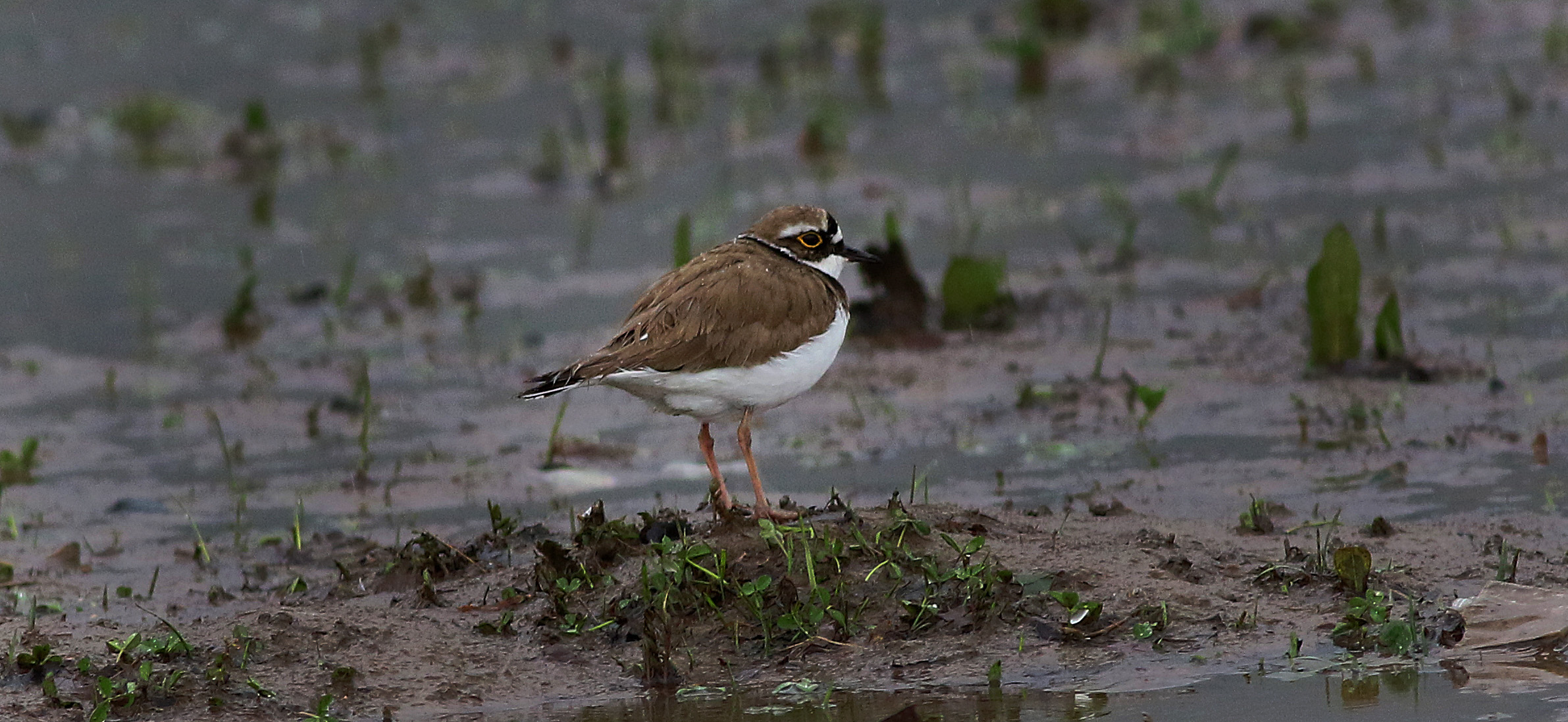 Little Ringed Plover