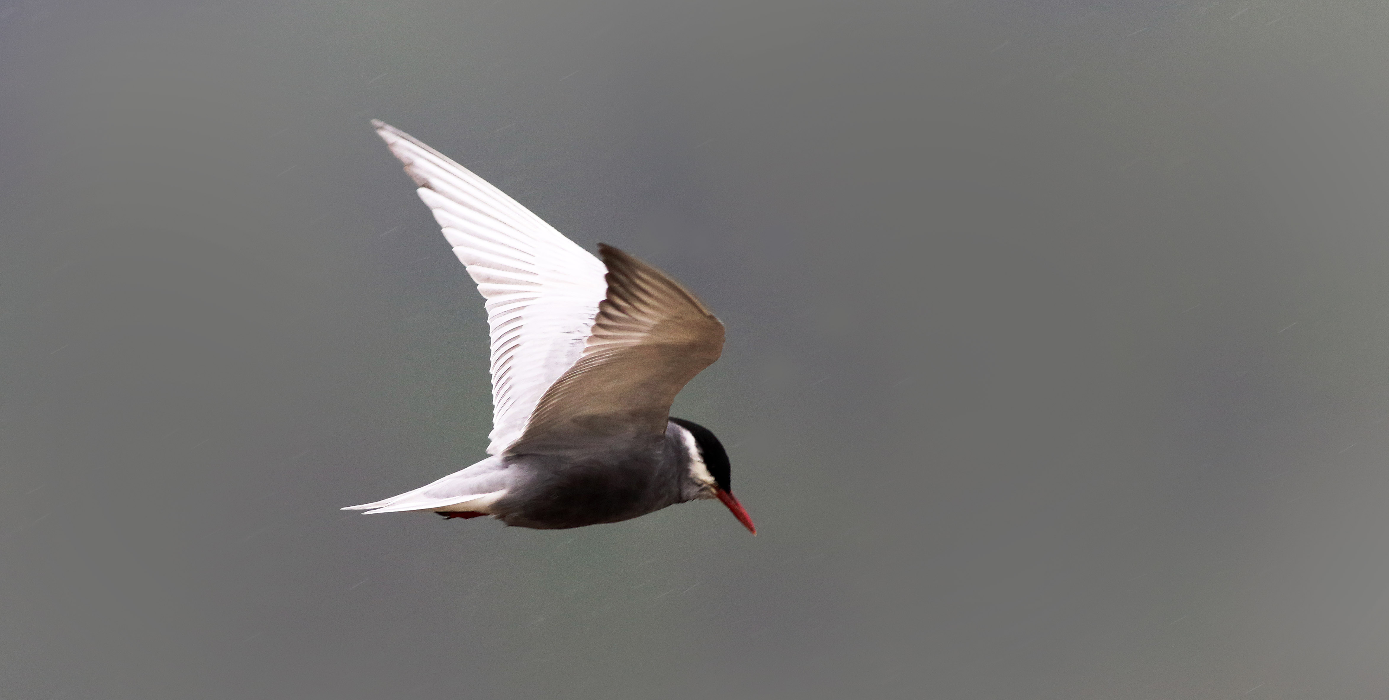 Common Tern