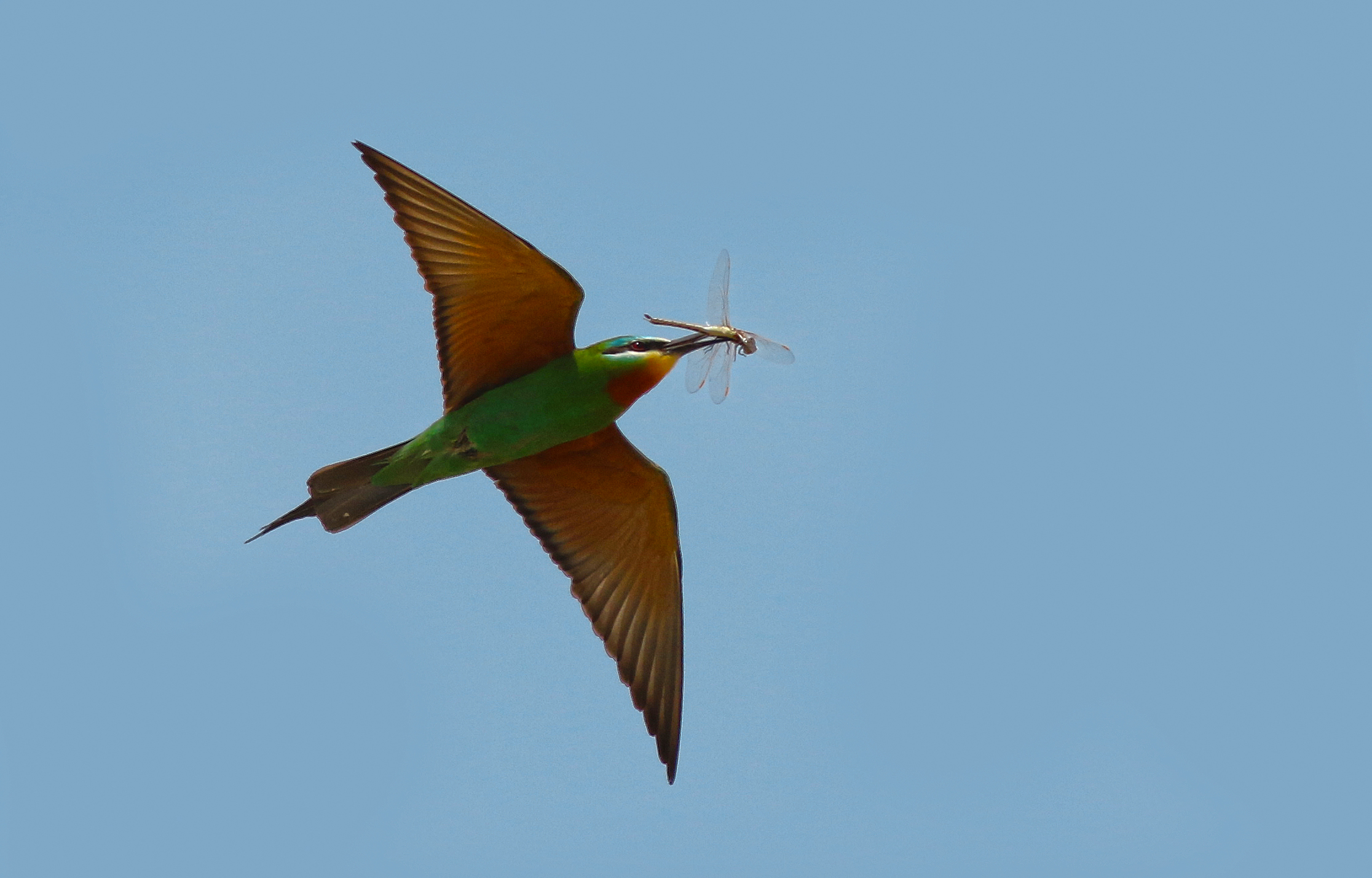 Blue-cheeked Bee-eater
