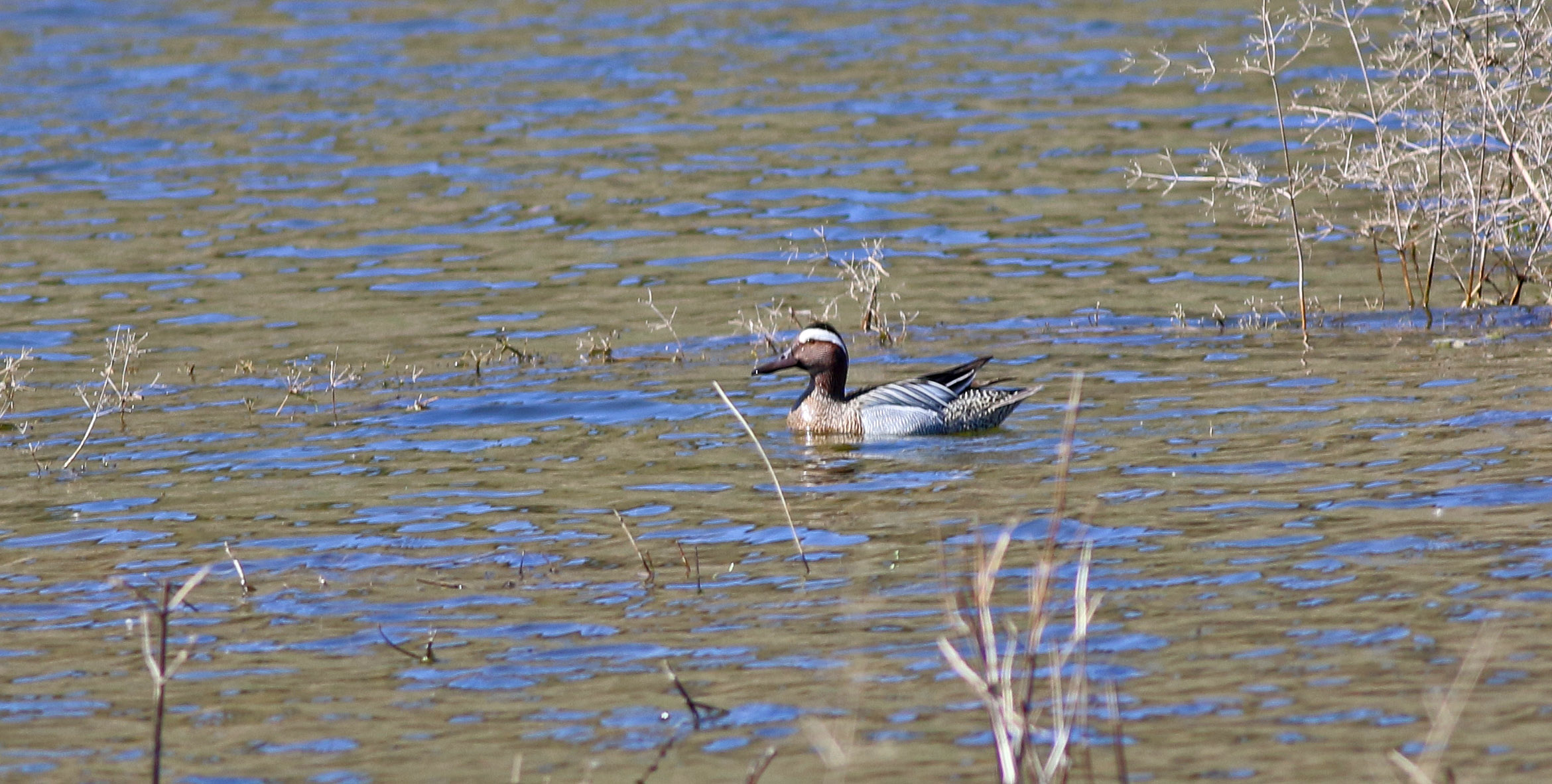 Garganey