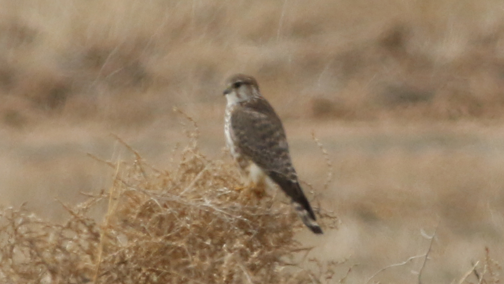 Merlin