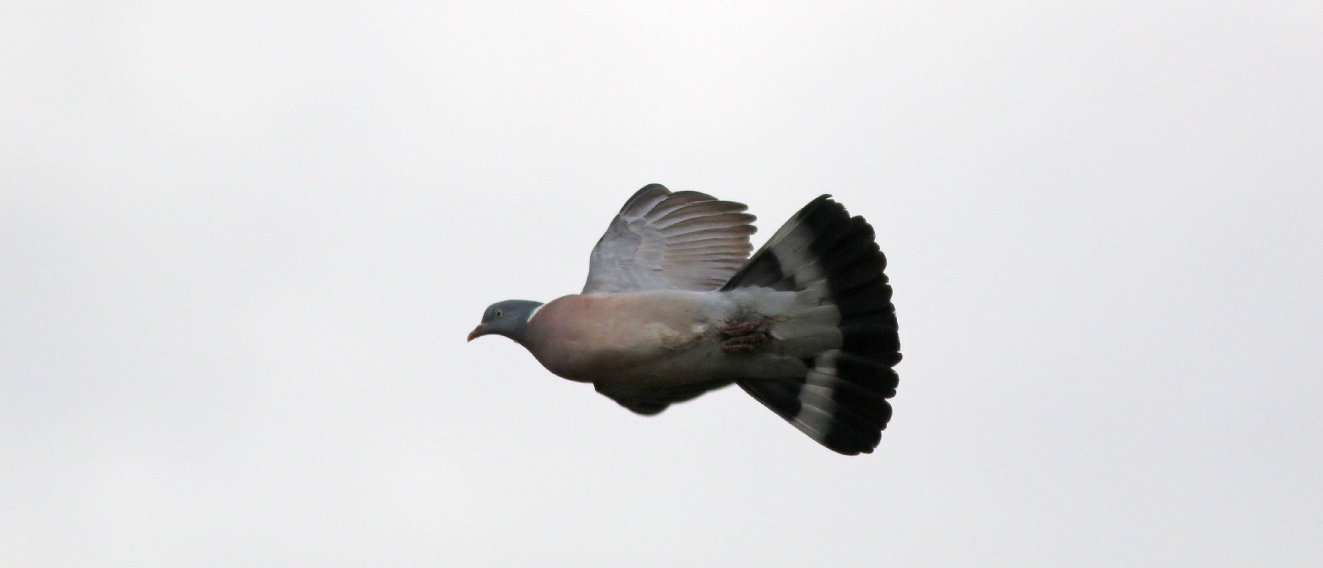 Common Wood-Pigeon