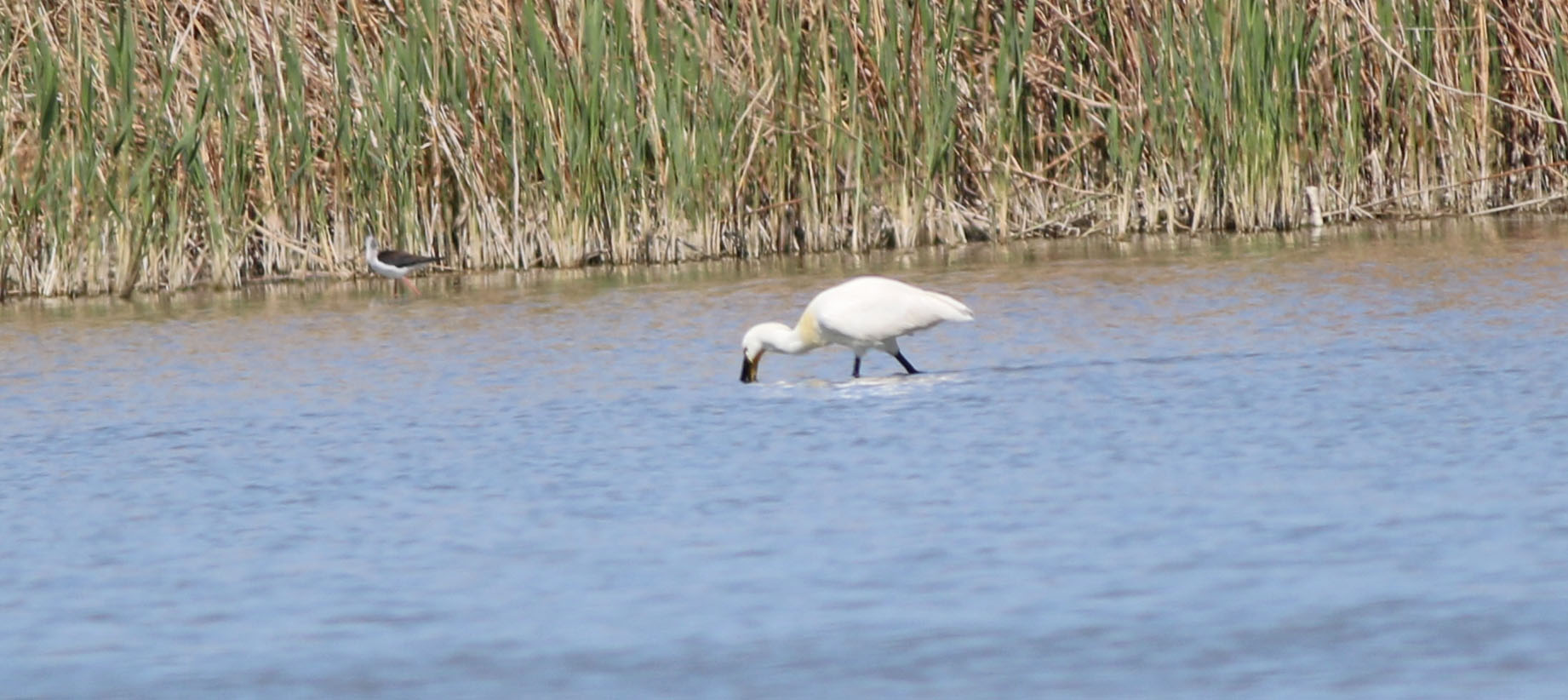 Eurasian Spoonbill