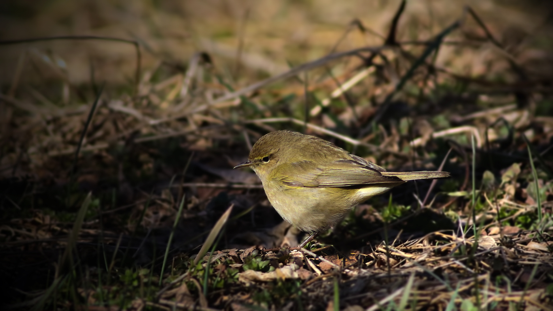 Common Chiffchaff