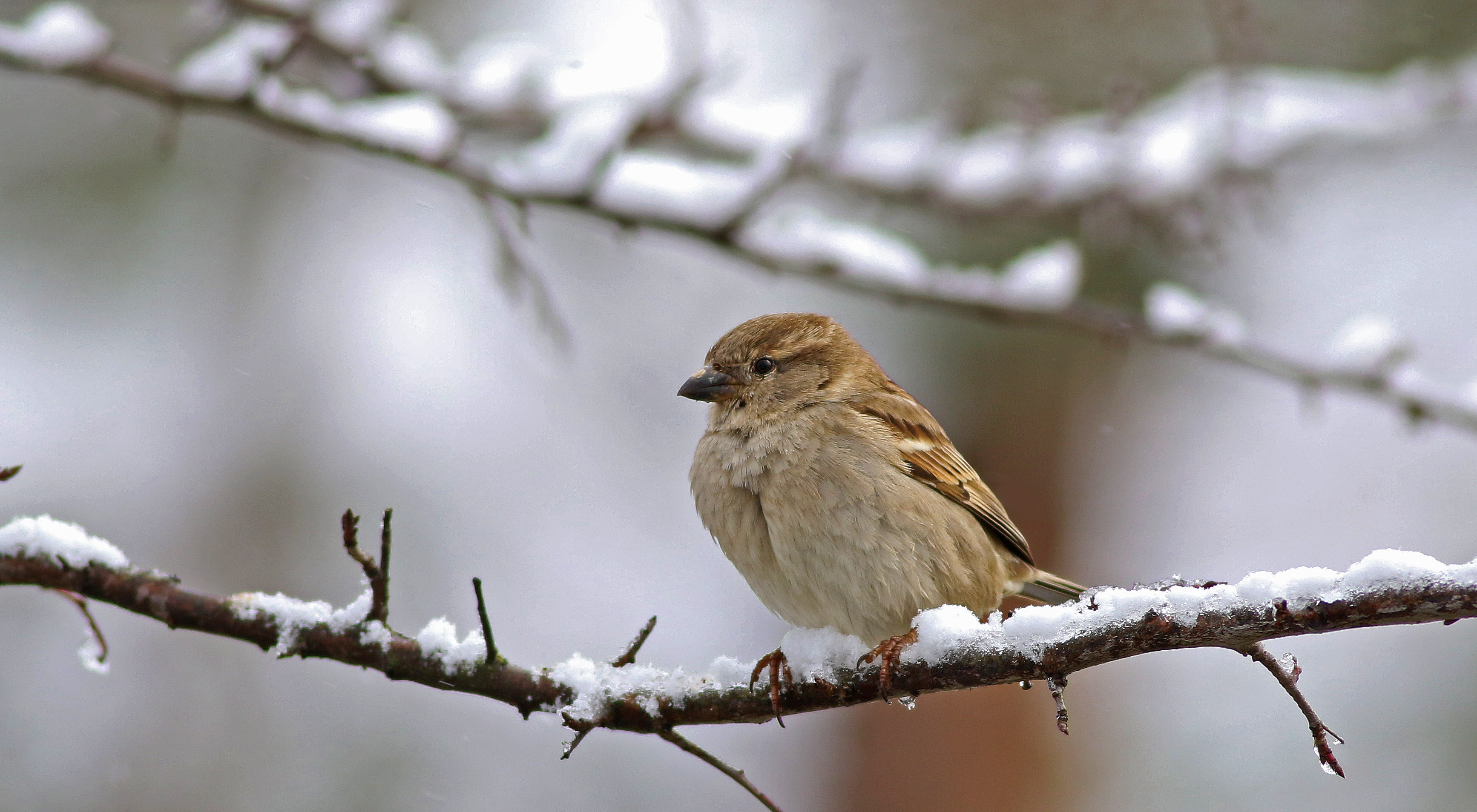 House Sparrow
