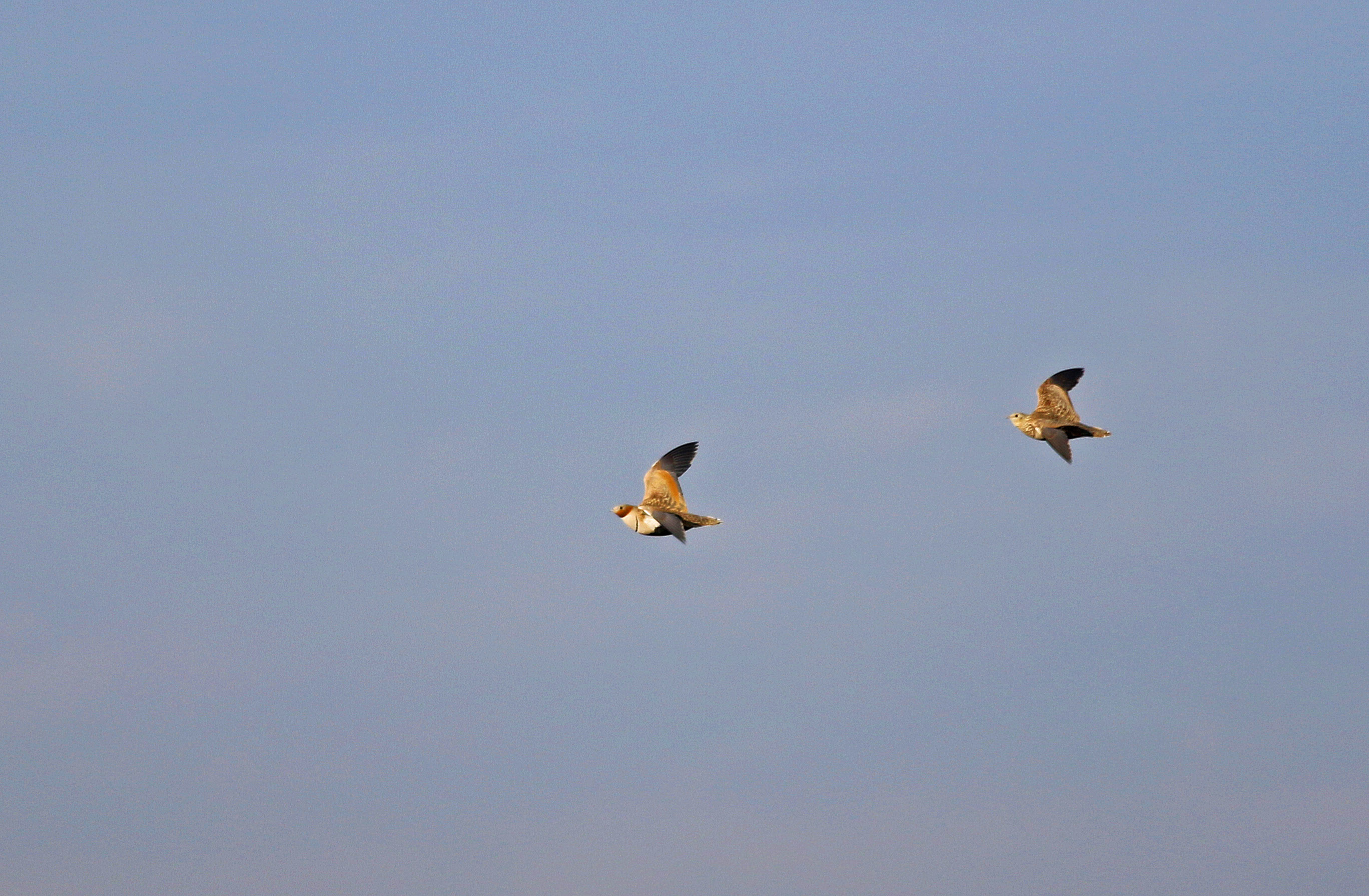 Black-bellied Sandgrouse