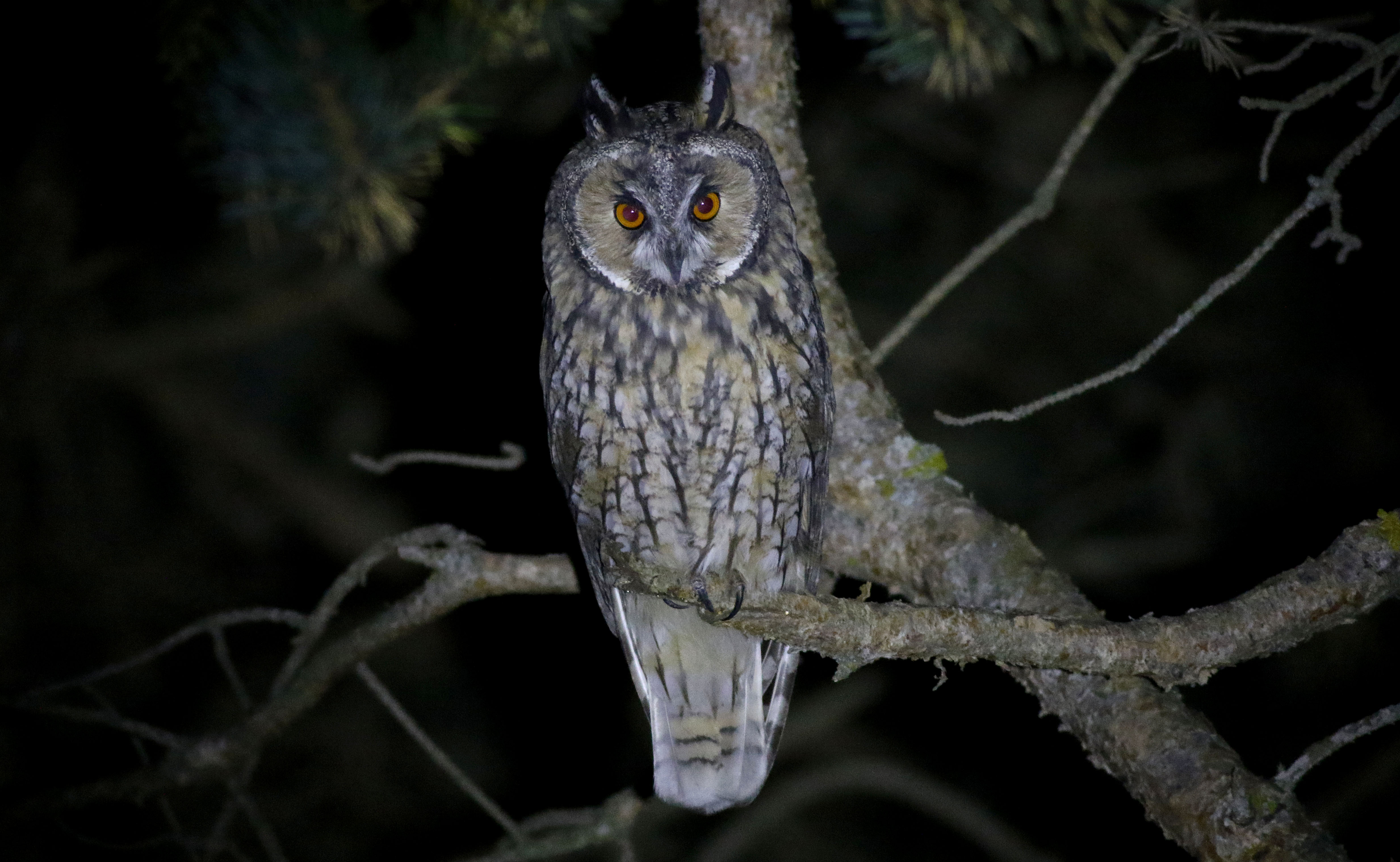 Long-eared Owl