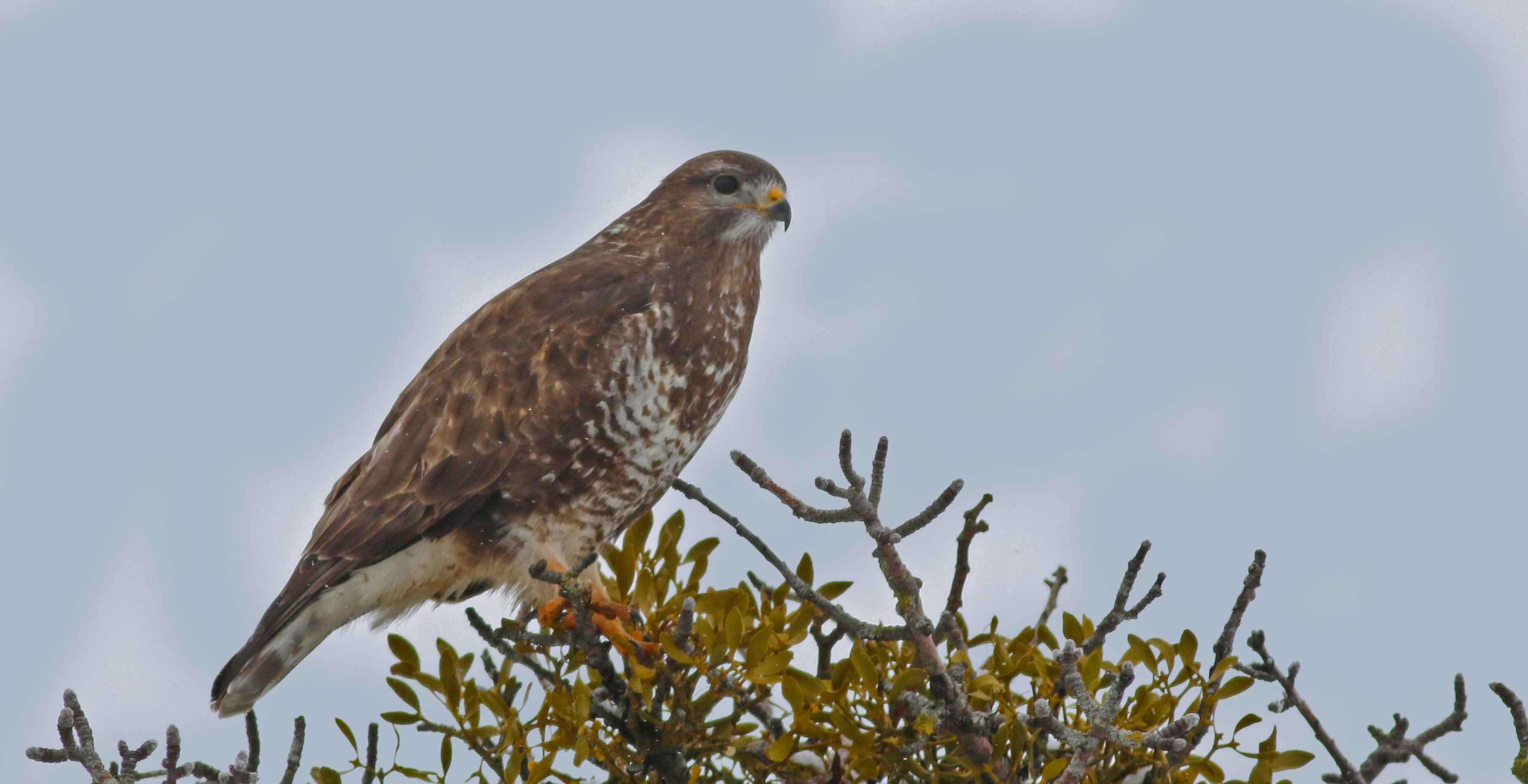 Common Buzzard