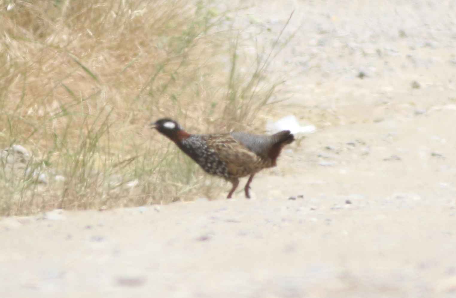 Black Francolin