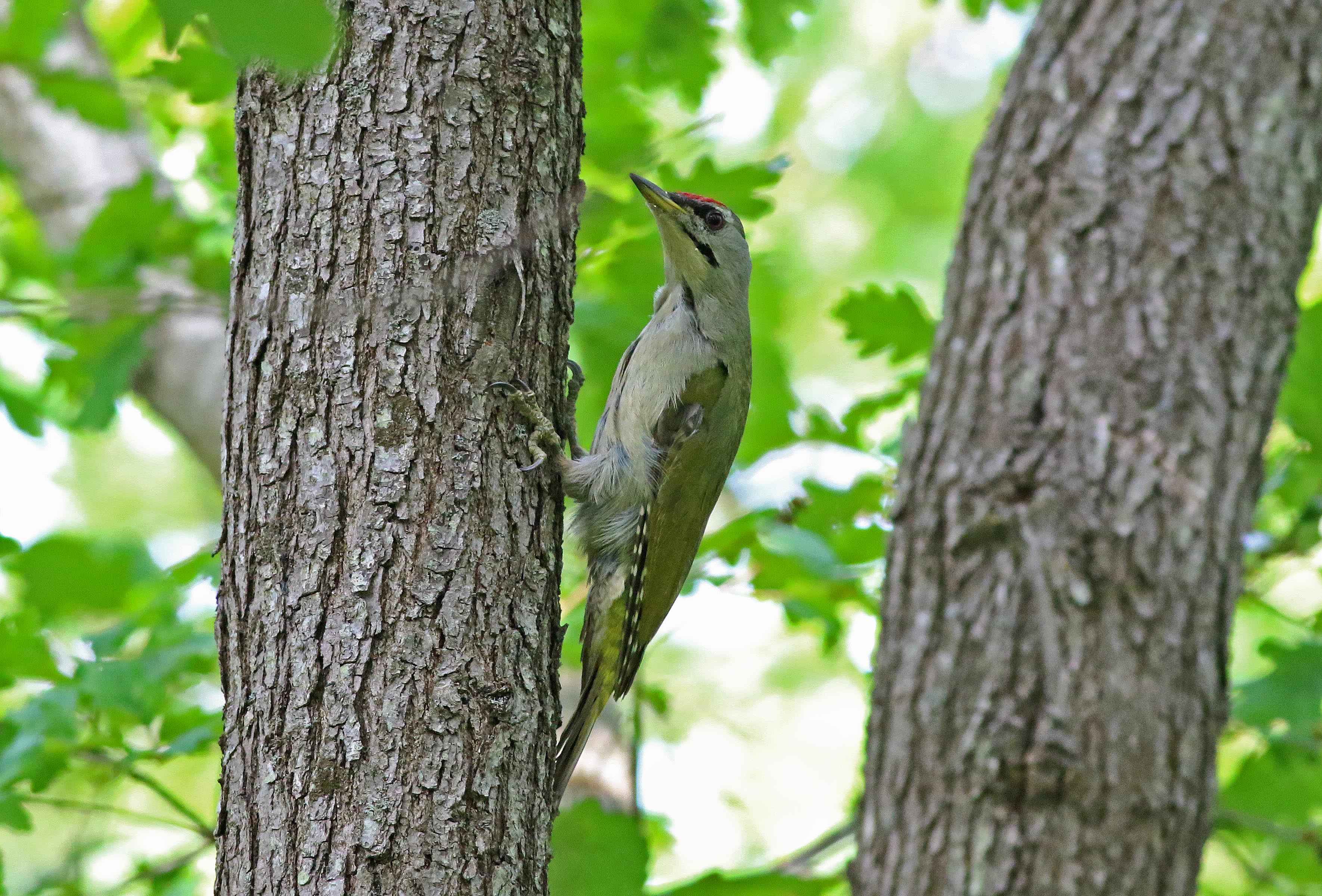 Gray-headed Woodpecker