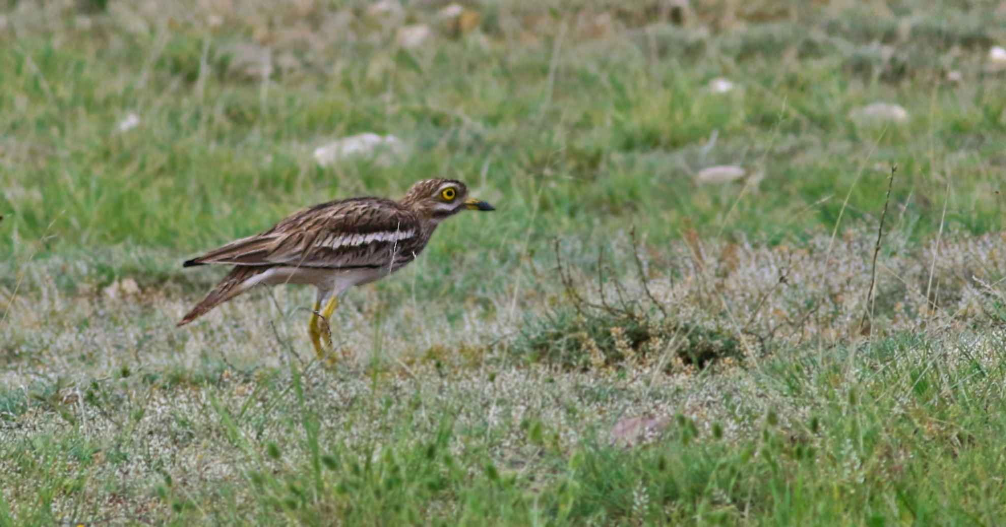 Eurasian Thick-knee