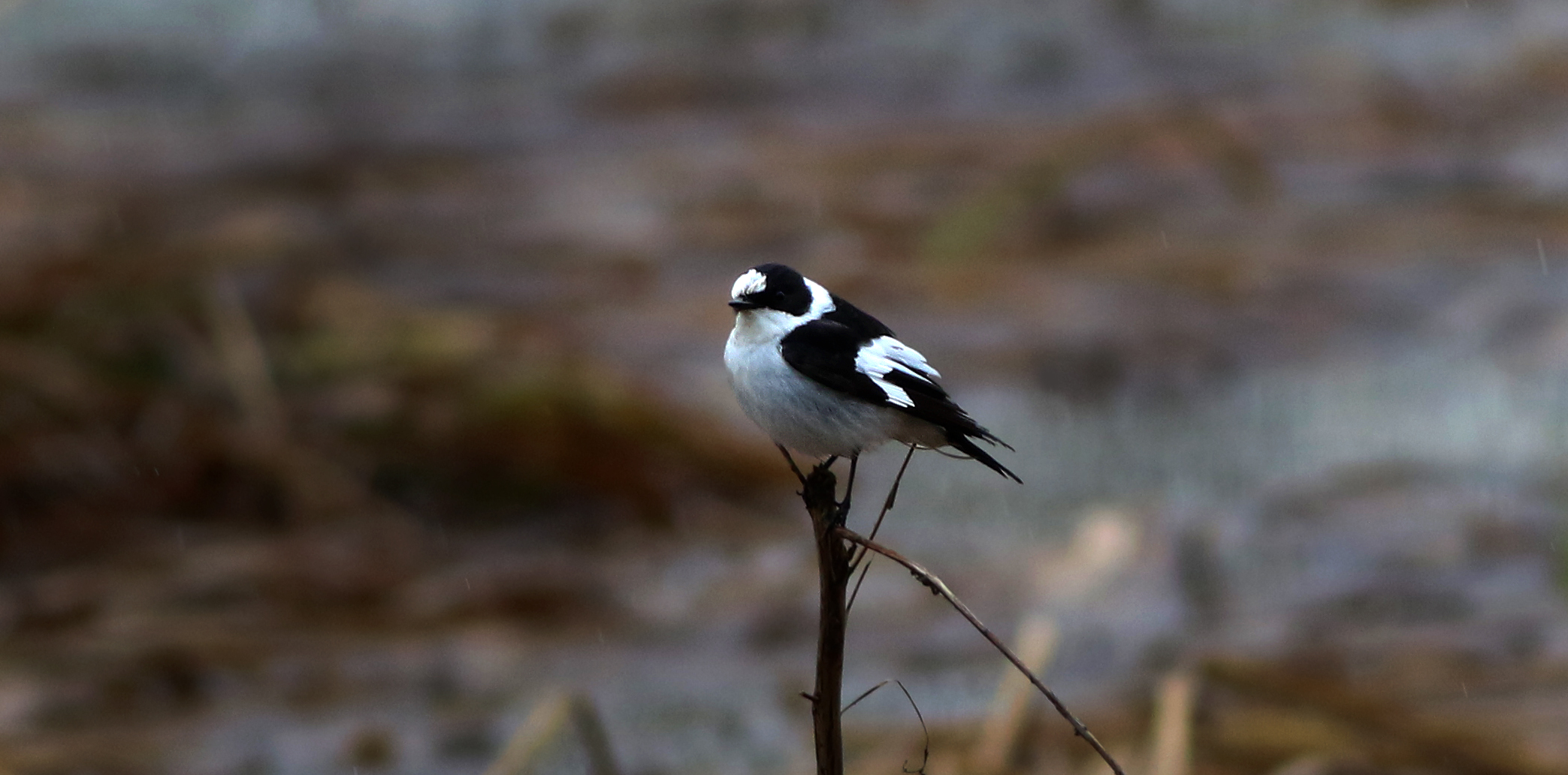 Collared Flycatcher