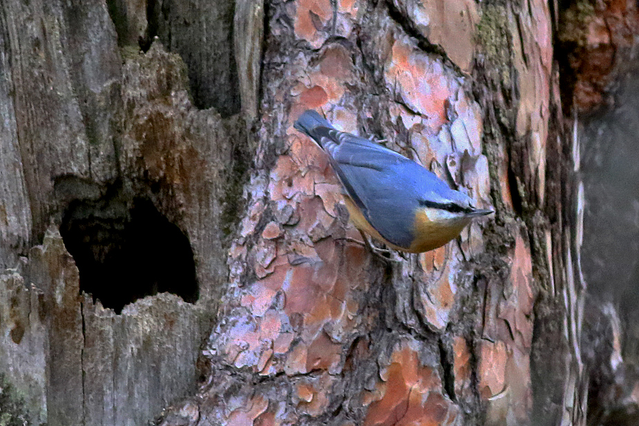 Eurasian Nuthatch