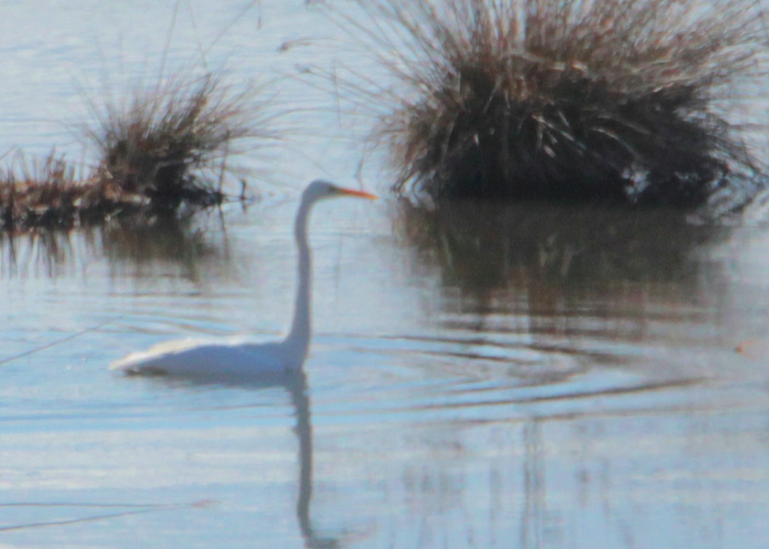 Great Egret