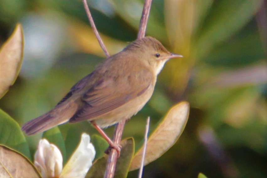 Mountain Chiffchaff